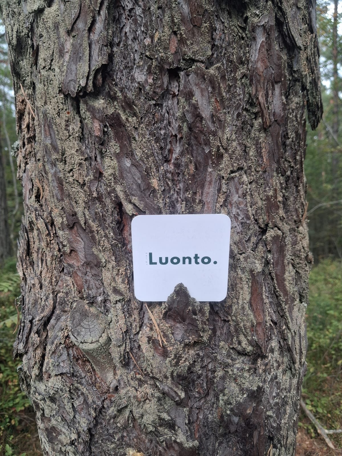 Texture naturelle de l’écorce